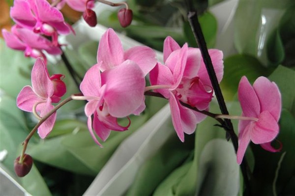 Pink orchid